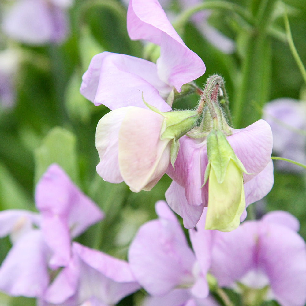 Vorderansicht Saatguttuete  Duftwicke - Lathyrus odoratus 'Elegance Lavender' aus der Gartenzauber-Saatgutserie