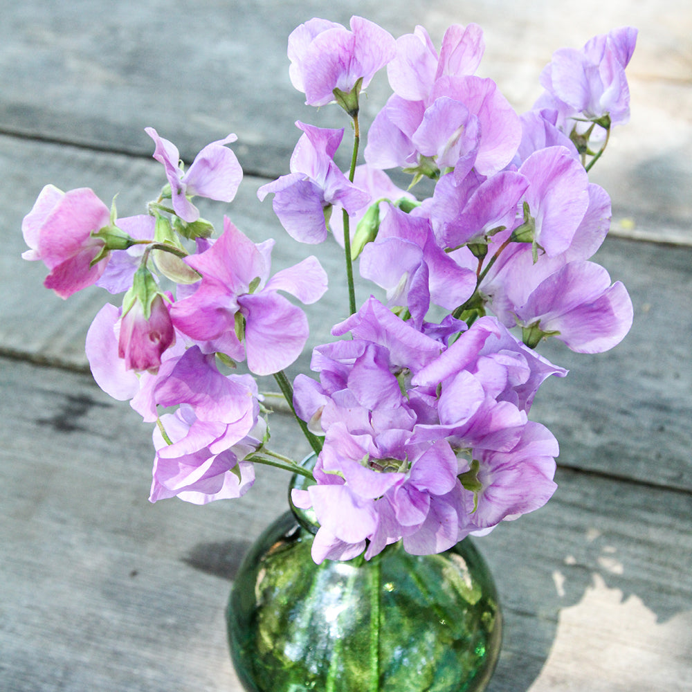 Vorderansicht Saatguttuete  Duftwicke - Lathyrus odoratus 'Elegance Lavender' aus der Gartenzauber-Saatgutserie als Strauß in einer kleinen gruenen Vase