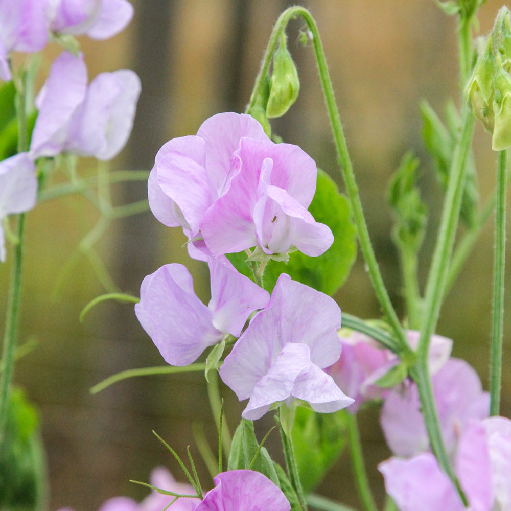 Vorderansicht Saatguttuete  Duftwicke - Lathyrus odoratus 'Elegance Lavender' aus der Gartenzauber-Saatgutserie