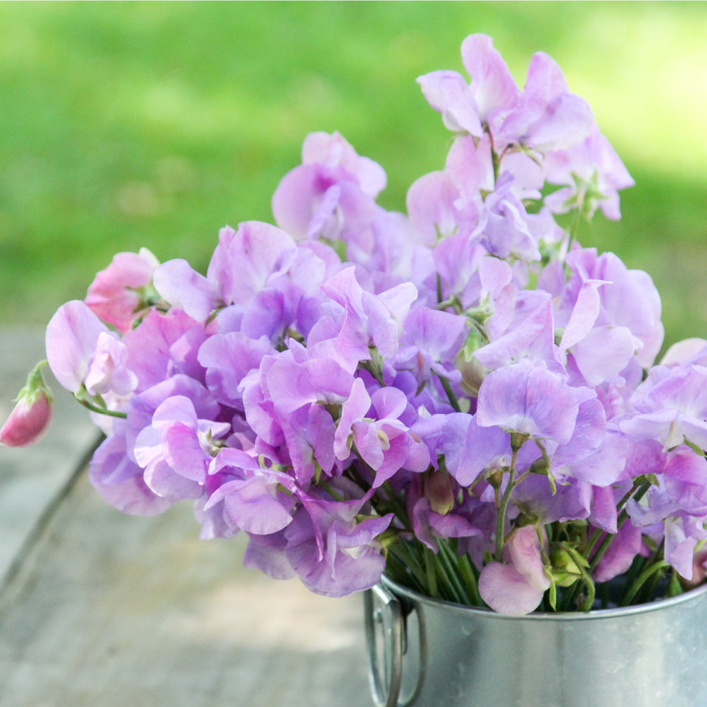 Vorderansicht Saatguttuete  Duftwicke - Lathyrus odoratus 'Elegance Lavender' aus der Gartenzauber-Saatgutserie als Strauß in einem kleinen Zinkeimer