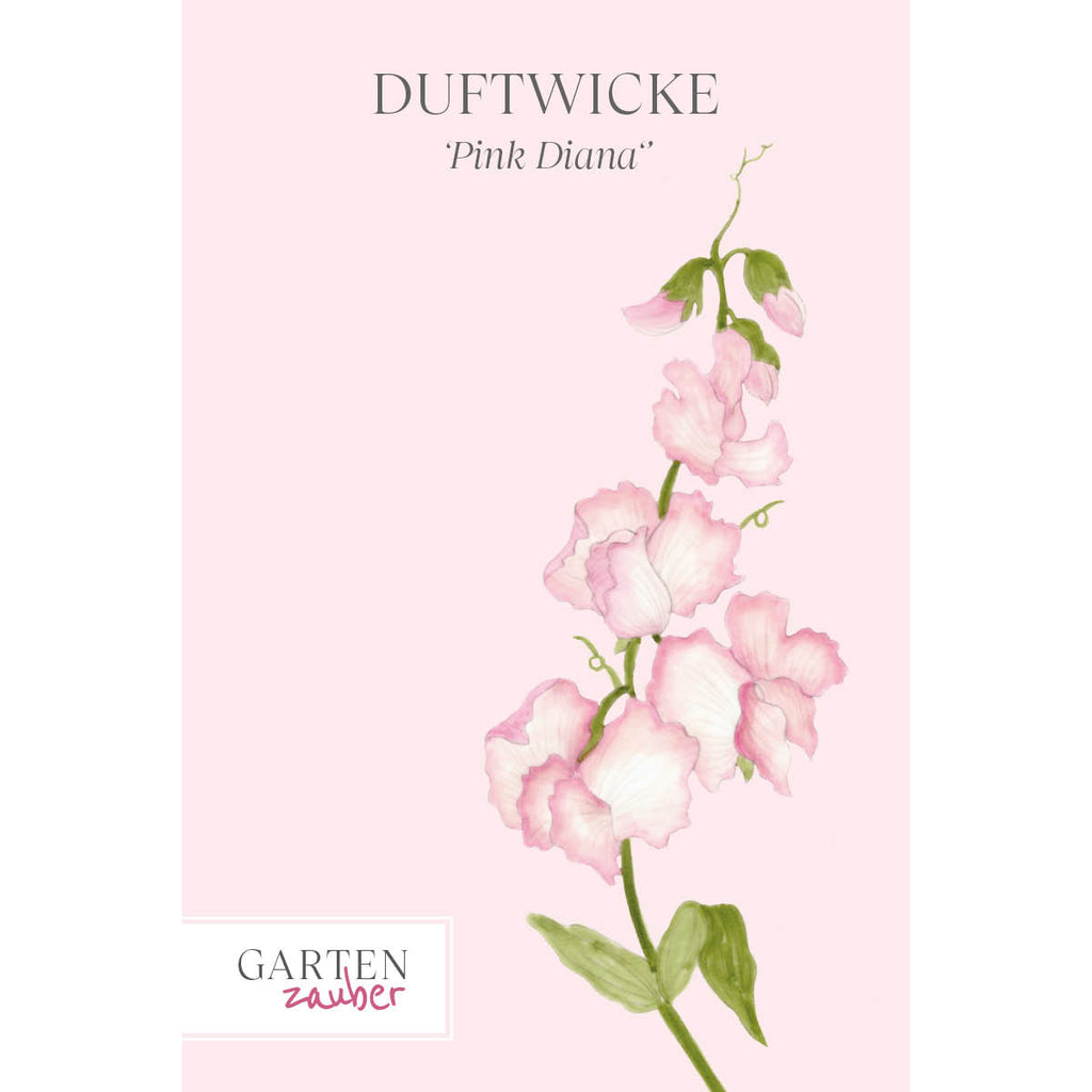Vorderansicht Saatguttuete  Duftwicke - Lathyrus odoratus Elegance 'Pink Diana' aus der Gartenzauber-Saatgutserie