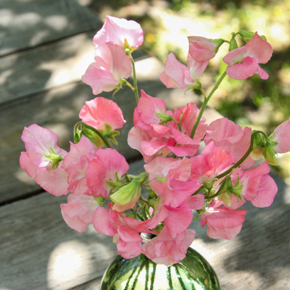 Bluehende Pflanze Duftwicke - Lathyrus odoratus Elegance 'Pink Diana' aus der Gartenzauber-Saatgutserie in einer kleinen gruenen Vase