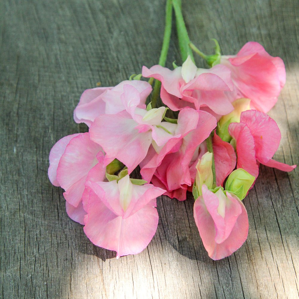 Bluehende Pflanze Duftwicke - Lathyrus odoratus Elegance 'Pink Diana' aus der Gartenzauber-Saatgutserie