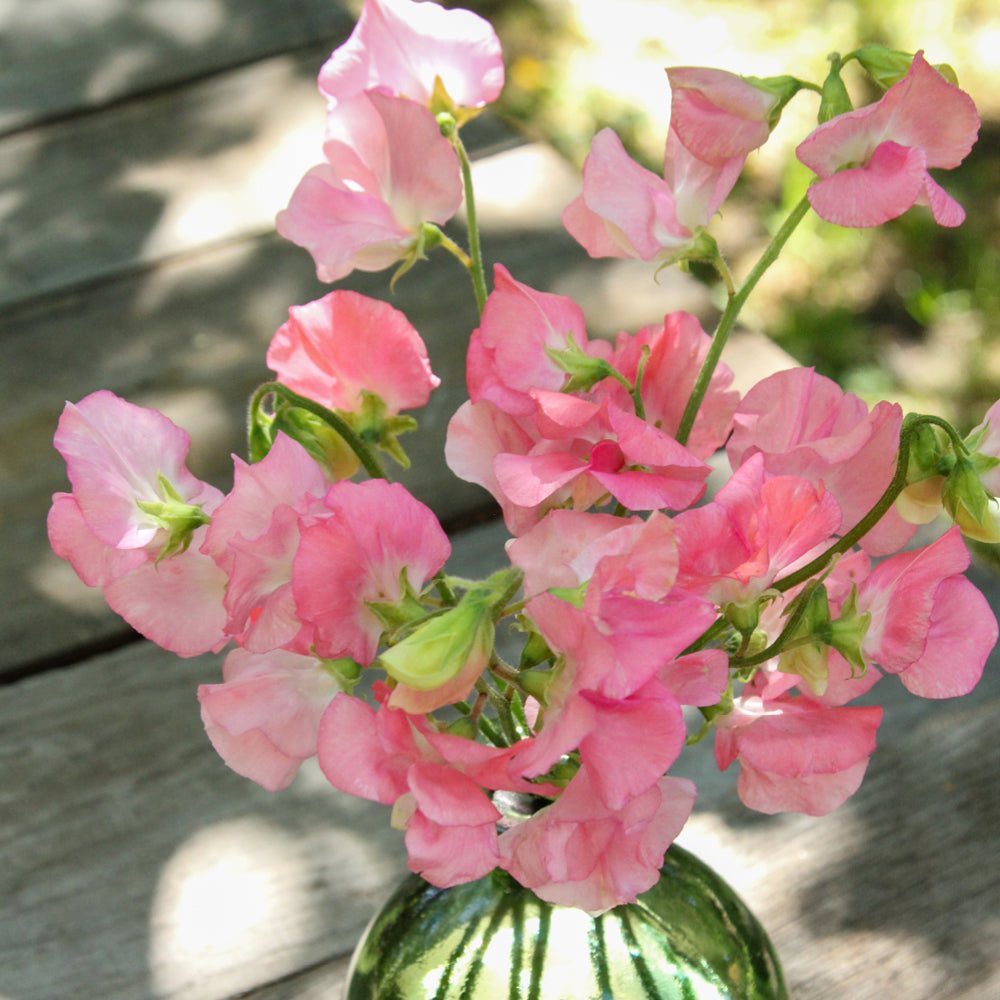Bluehende Pflanze Duftwicke - Lathyrus odoratus Elegance 'Pink Diana' aus der Gartenzauber-Saatgutserie in einer kleinen gruenen Vase