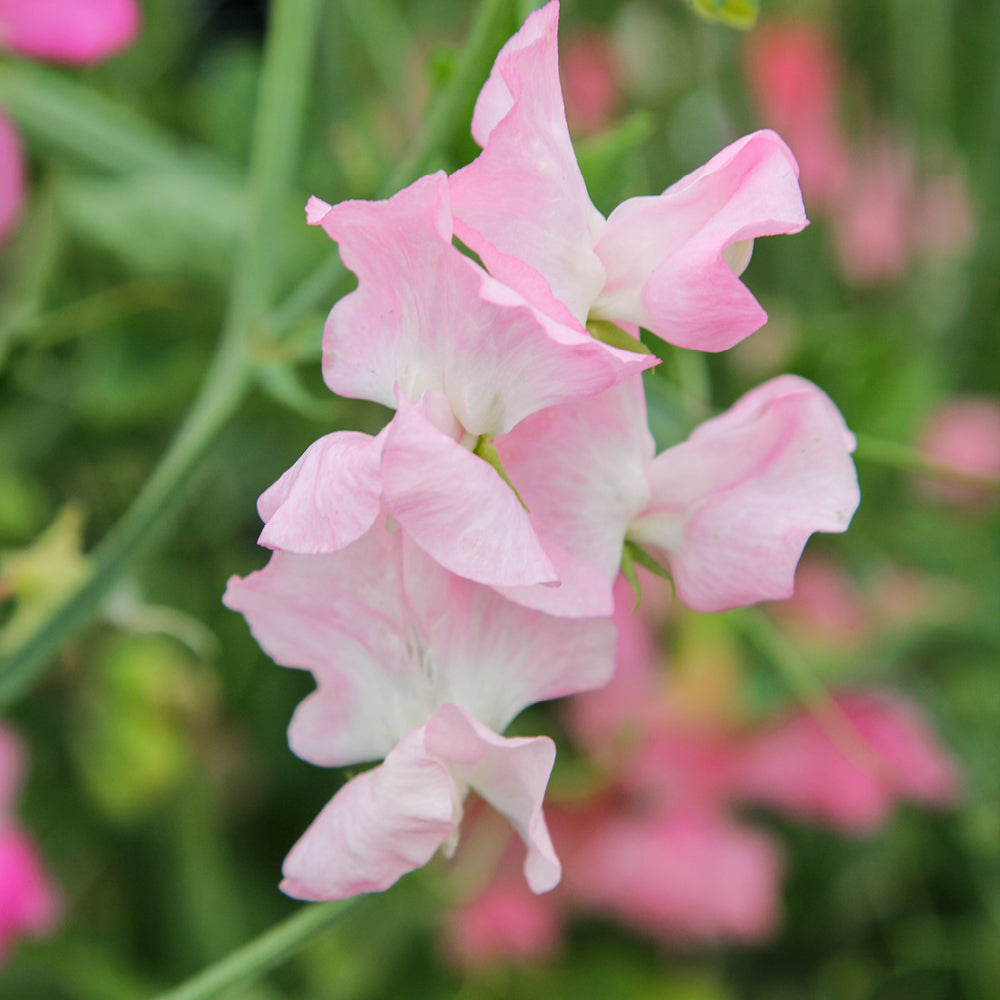 Bluehende Pflanze Duftwicke - Lathyrus odoratus Elegance 'Pink Diana' aus der Gartenzauber-Saatgutserie