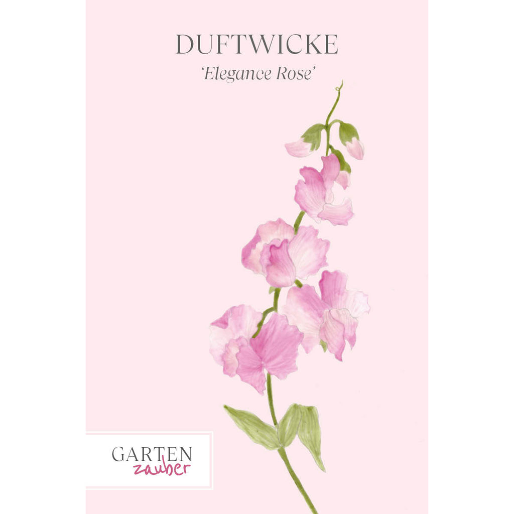 Vorderansicht Saatguttuete  Duftwicke - Lathyrus odoratus 'Elegance Rose' aus der Gartenzauber-Saatgutserie