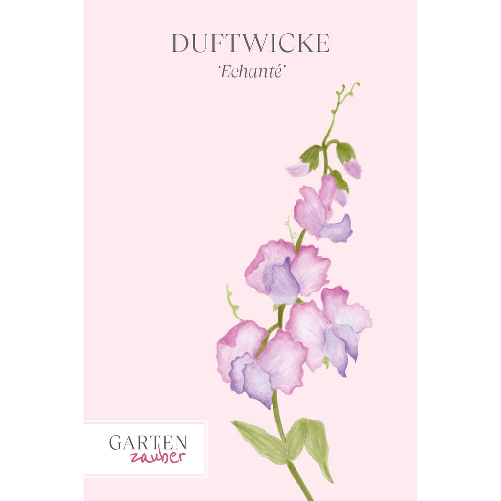Vorderansicht Saatguttuete  Duftwicke - Lathyrus odoratus 'Echanté' aus der Gartenzauber-Saatgutserie