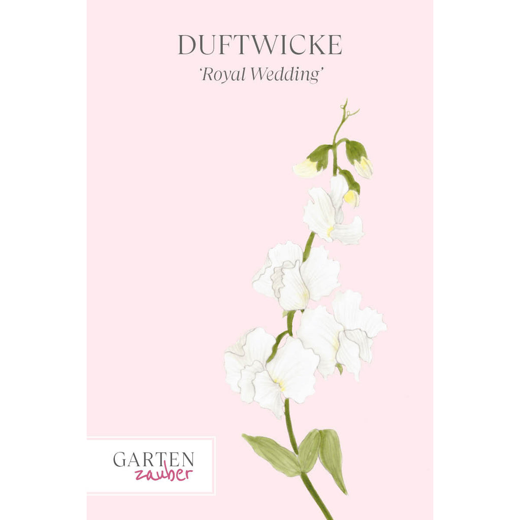 Vorderansicht Saatguttuete  Duftwicke - Lathyrus odoratus 'Royal Wedding'  aus der Gartenzauber-Saatgutserie