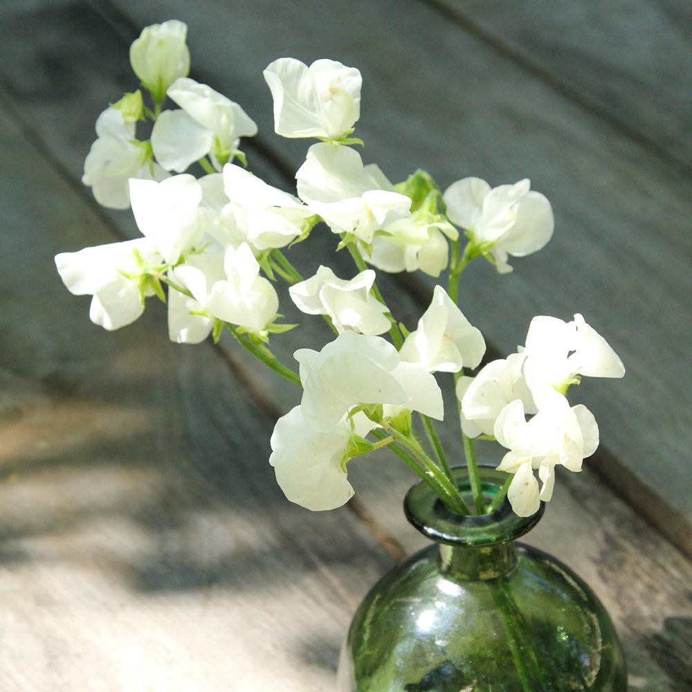 Bluehende Pflanze Duftwicke - Lathyrus odoratus 'Royal Wedding'  aus der Gartenzauber-Saatgutserie in einer kleinen gruenen Vase