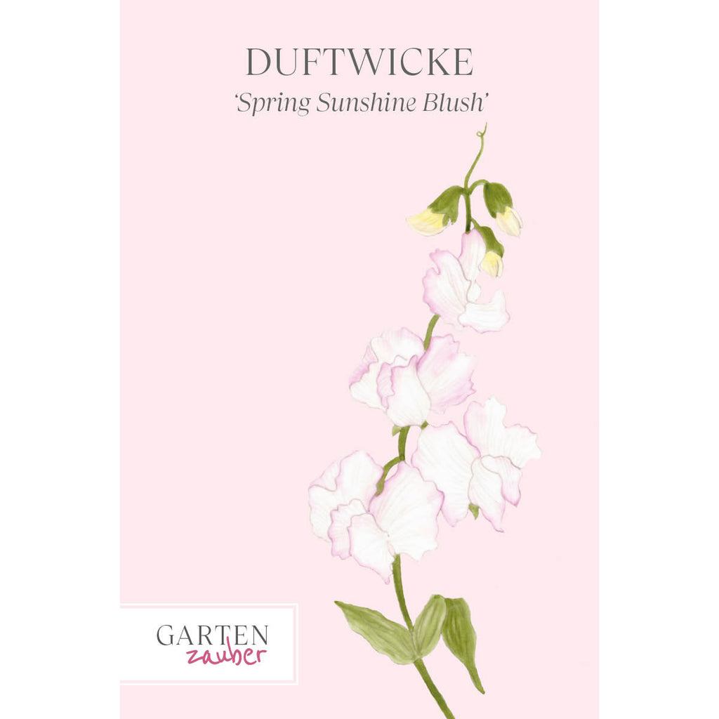 Vorderansicht Saatguttuete  Duftwicke - Lathyrus odoratus 'Spring Sunshine Blush'  aus der Gartenzauber-Saatgutserie