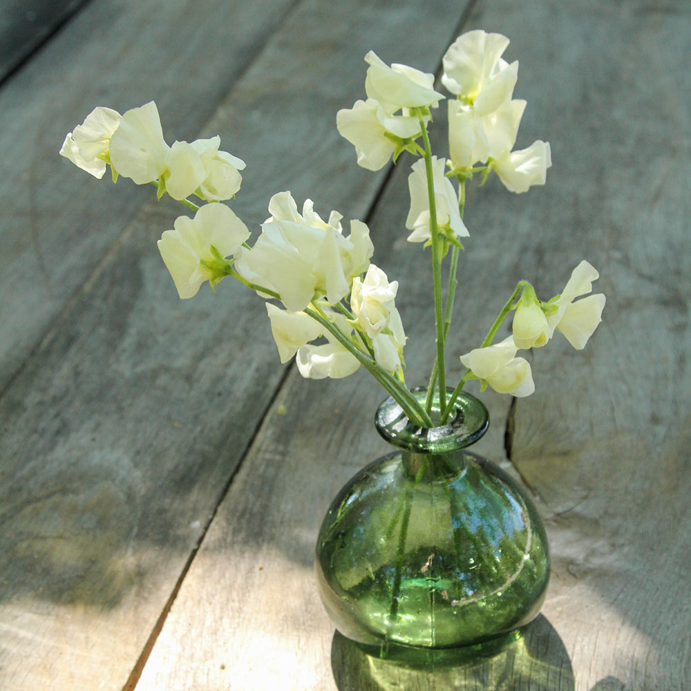 Bluehende Pflanze Duftwicke - Lathyrus odoratus 'Winter Sunshine Cream' aus der Gartenzauber-Saatgutserie in einer kleinen gruenen Vase