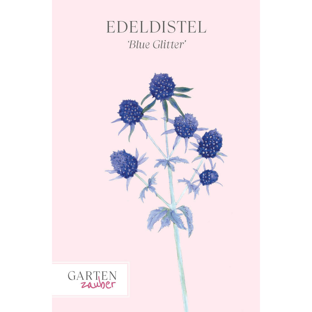 Vorderansicht Saatguttuete Edeldistel - Eryngium planum `Blue Glitter`aus der Gartenzauber-Saatgutserie 