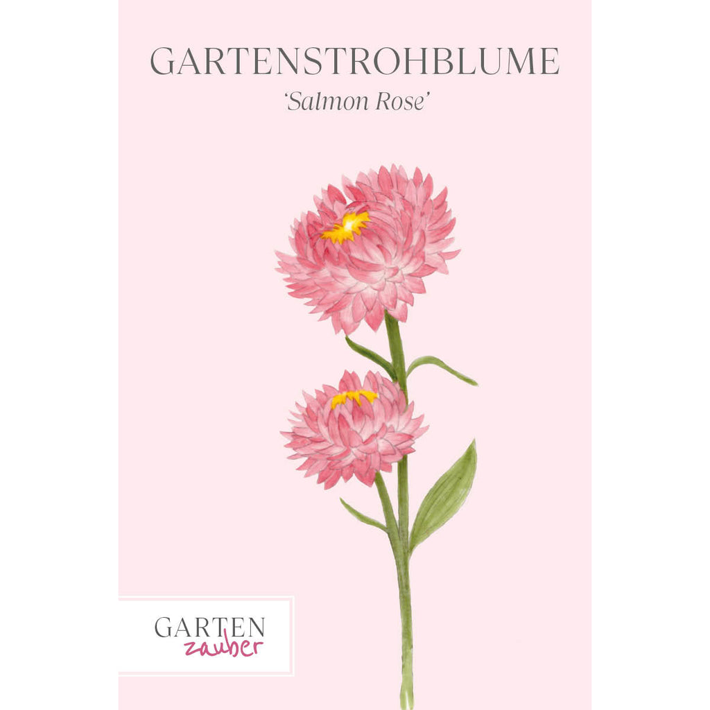  Vorderansicht Saatguttuete  Gartenstrohblume - Helichrysum bracteatum `Salmon Rose` aus der Gartenzauber-Saatgutserie
