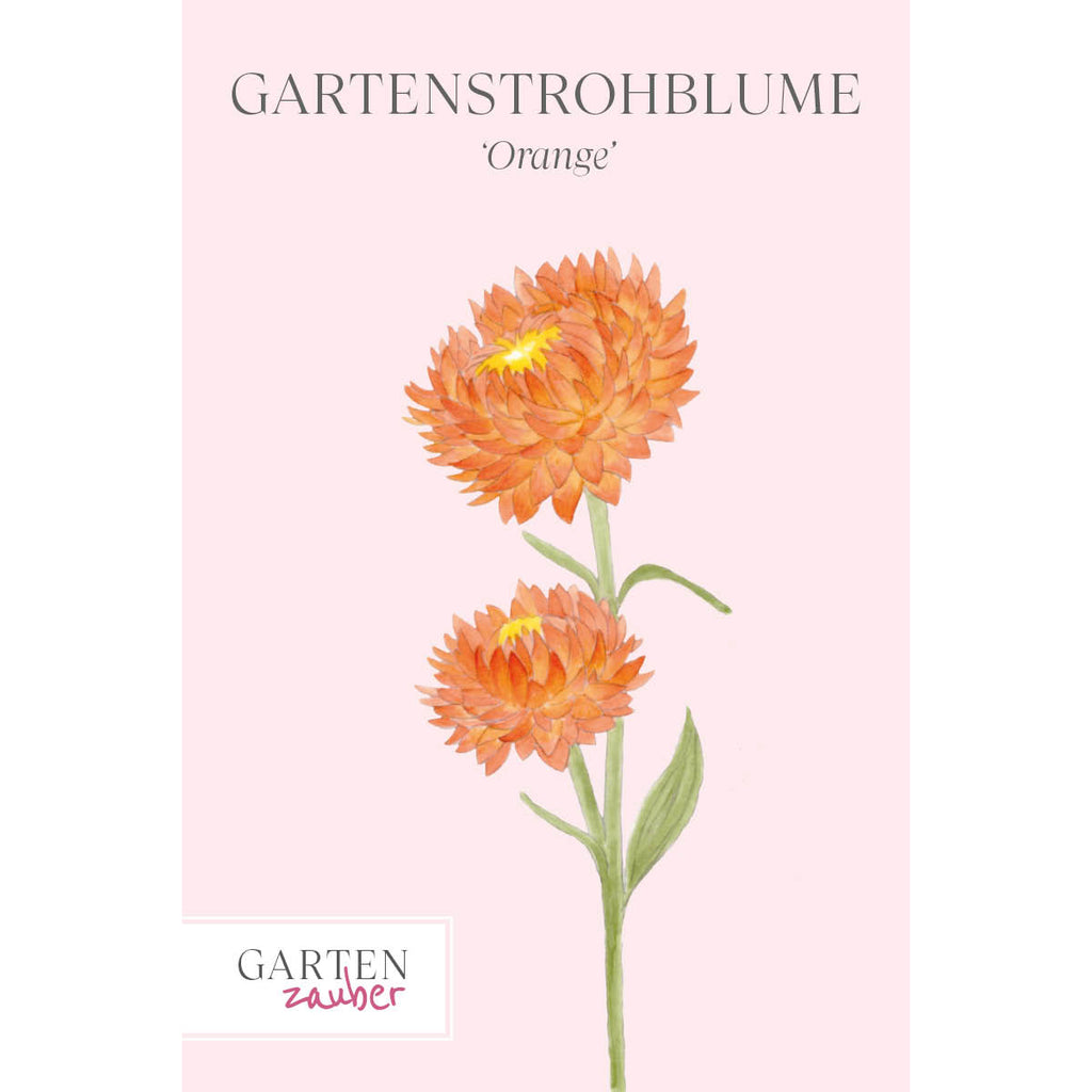 Vorderansicht Saatguttuete  Gartenstrohblume - Helichrysum bracteatum `Orange` aus der Gartenzauber-Saatgutserie