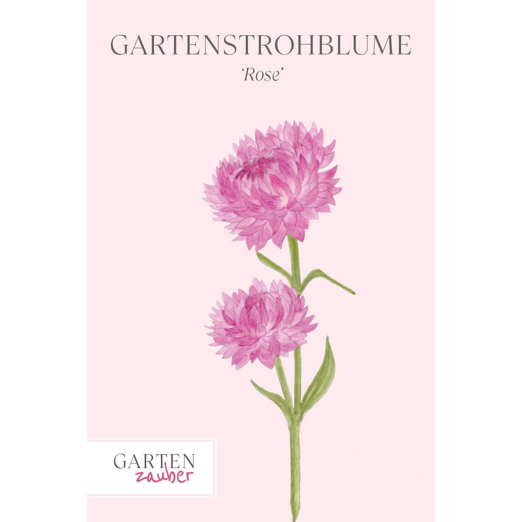 Vorderansicht Saatguttuete  Gartenstrohblume - Helichrysum bracteatum `Rose` aus der Gartenzauber-Saatgutserie