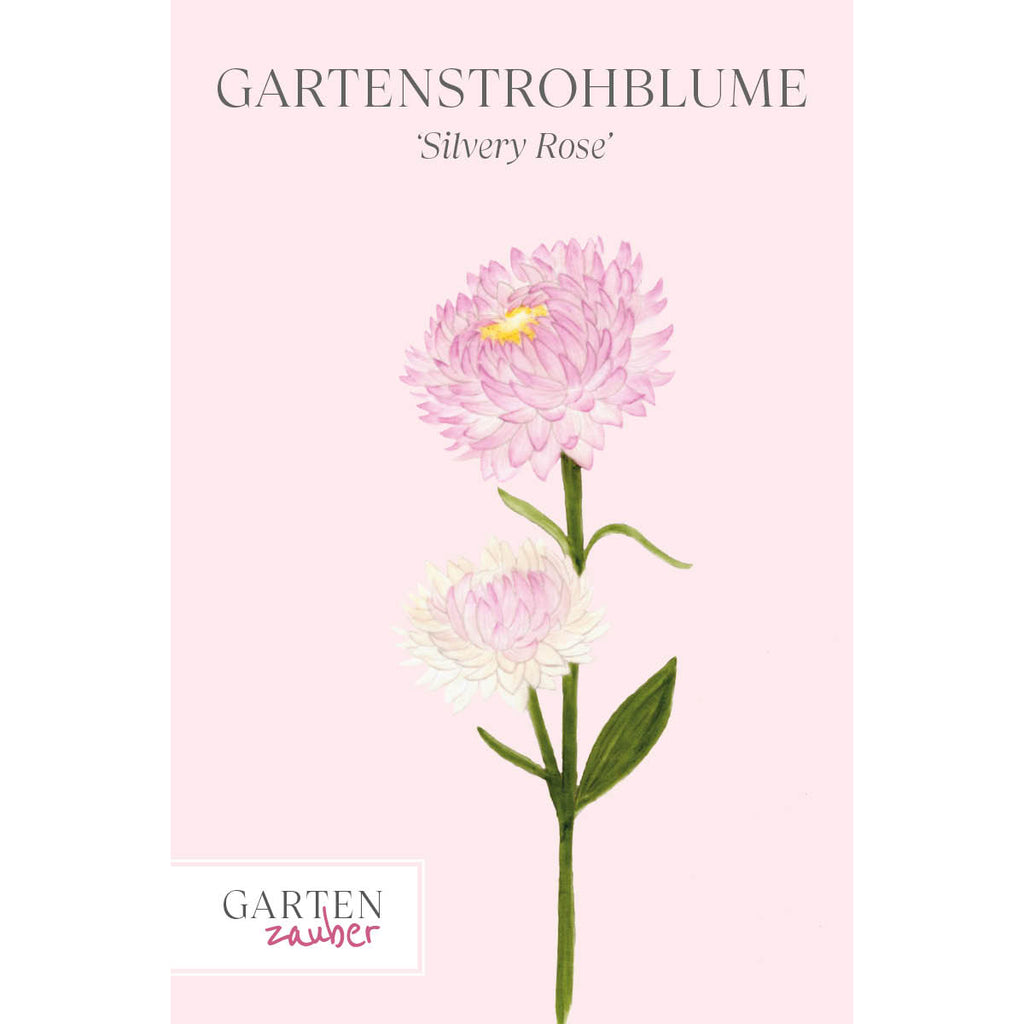 Vorderansicht Saatguttuete  Gartenstrohblume - Helichrysum bracteatum `Sivery Rose` aus der Gartenzauber-Saatgutserie