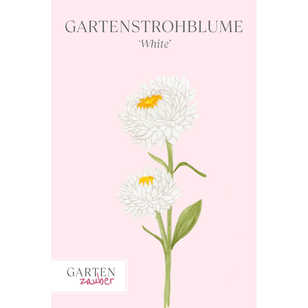  Vorderansicht Saatguttuete  Gartenstrohblume - Helichrysum bracteatum `White` aus der Gartenzauber-Saatgutserie