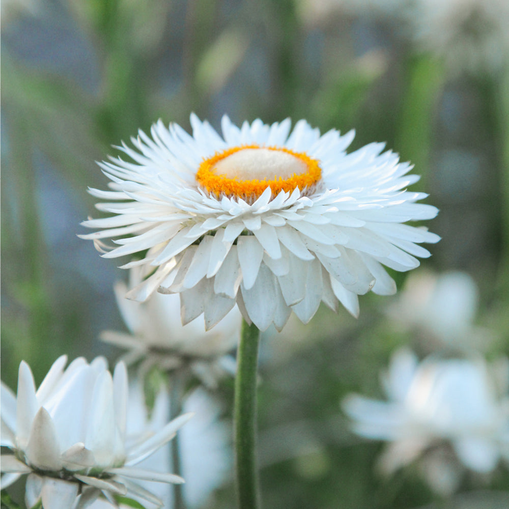 Bluehende Pflanze Gartenstrohblume - Helichrysum bracteatum `White` aus der Gartenzauber-Saatgutserie