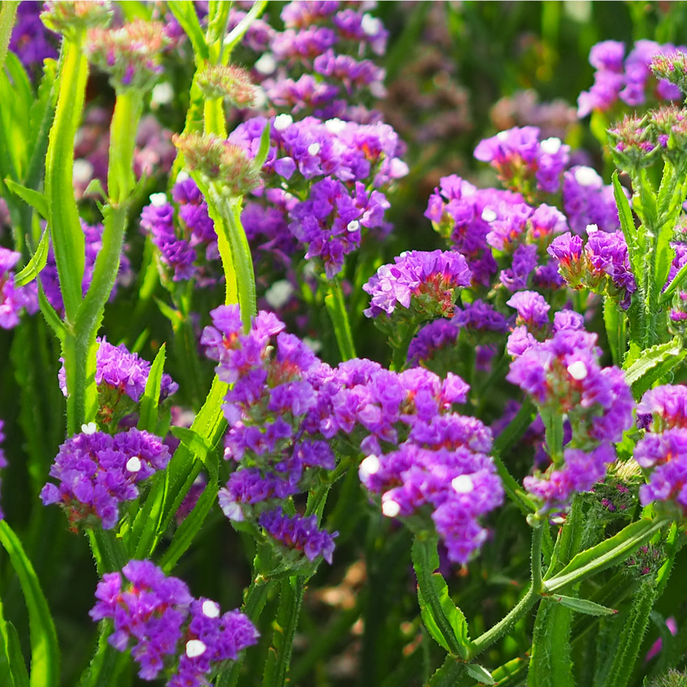 Bluehende Pflanze Gefluegelter Strandflieder - Limonium sinuatum 'Purple Attraction‘ aus der Gartenzauber-Saatgutserie