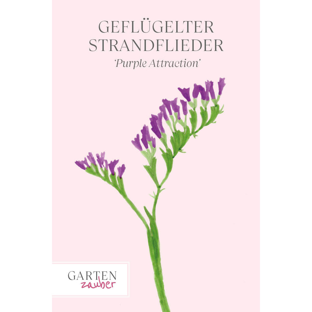 Vorderansicht Saatguttuete  Gefluegelter Strandflieder - Limonium sinuatum 'Purple Attraction‘ aus der Gartenzauber-Saatgutserie