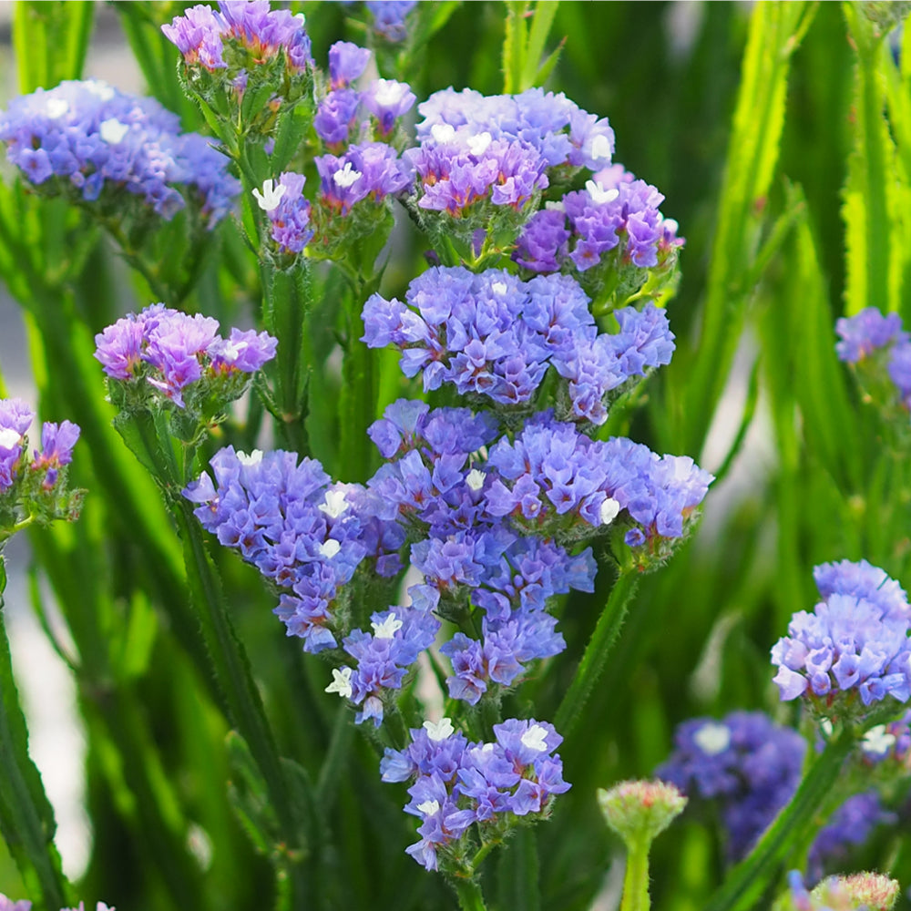 Bluehende Pflanze Gefluegelter Strandflieder - Limonium sinuatum 'QIS Lavender' aus der Gartenzauber-Saatgutserie