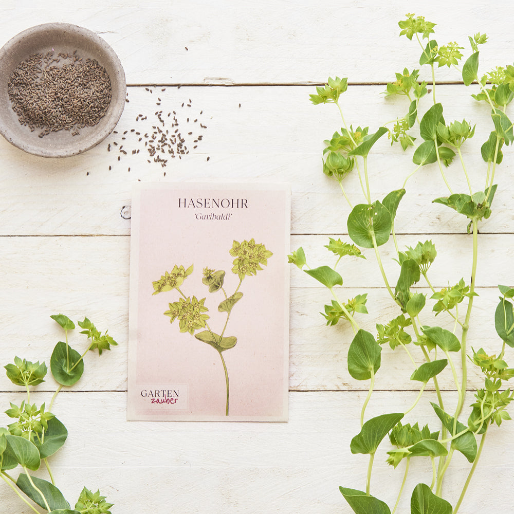 Vorderansicht Saatguttuete Hasenohr ‘Garibaldi‘ Bupleurum rotundifolium aus der Gartenzauber-Saatgutserie. schoen dekoriert mit der Pflanze und Samen