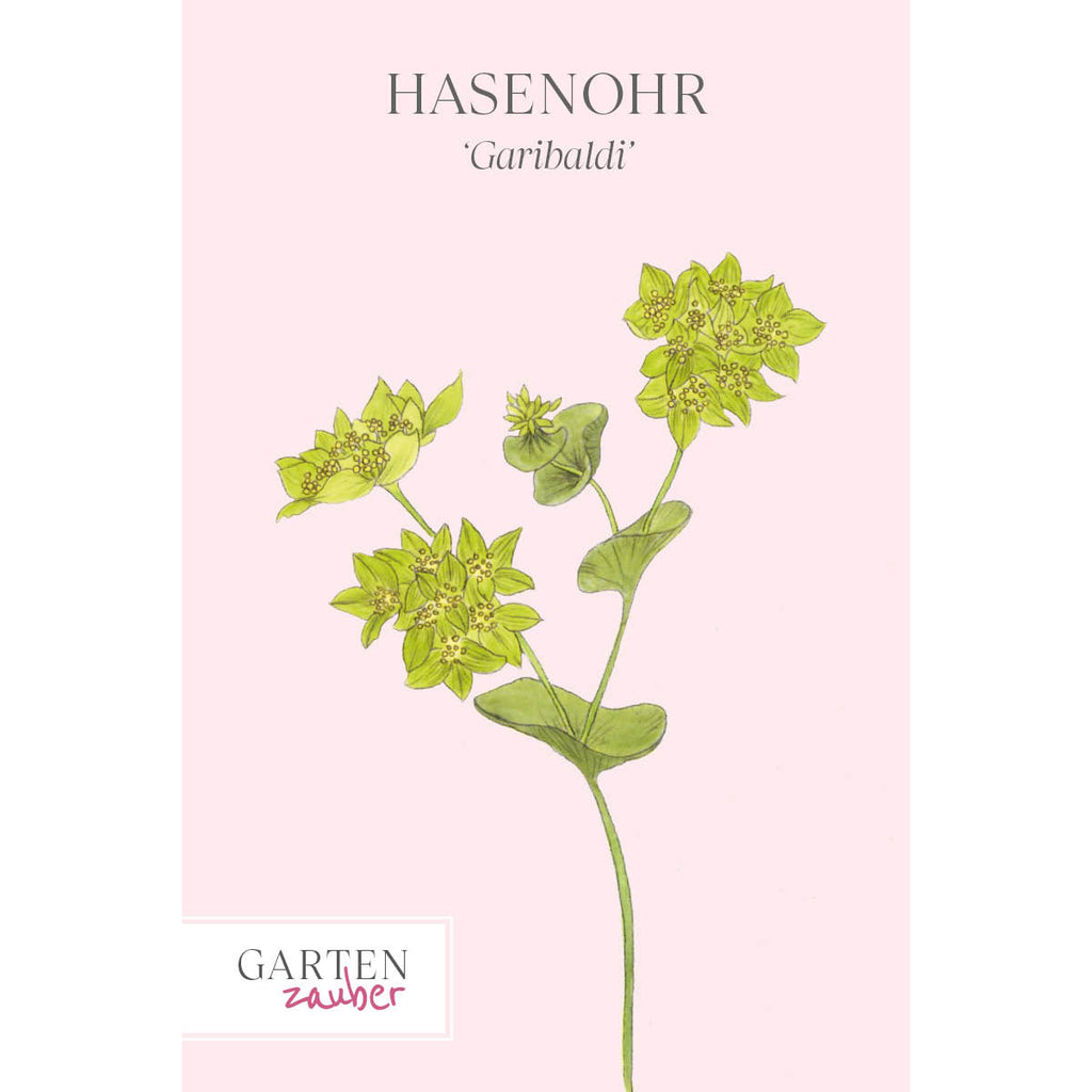 Vorderansicht Saatguttuete Hasenohr ‘Garibaldi‘ Bupleurum rotundifolium aus der Gartenzauber-Saatgutserie.