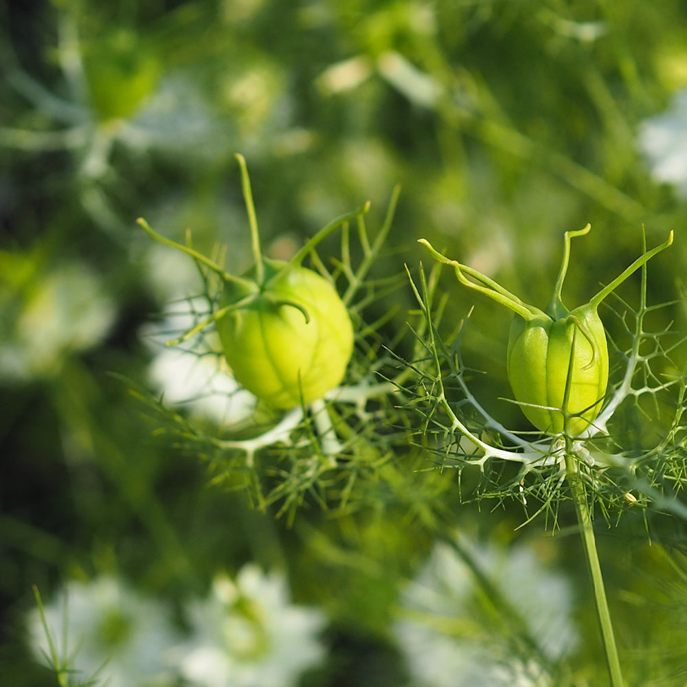 Bluehende Pflanze Jungfer im Grünen - Nigella damascena 'Albion Green Pod'  aus der Gartenzauber-Saatgutserie