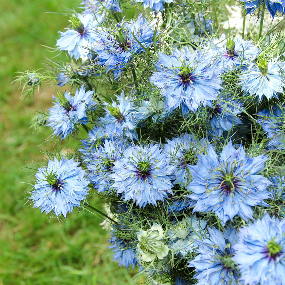 Bluehende Pflanze Jungfer im Grünen - Nigella damascena 'Miss Jekyll Sky Blue'  aus der Gartenzauber-Saatgutserie