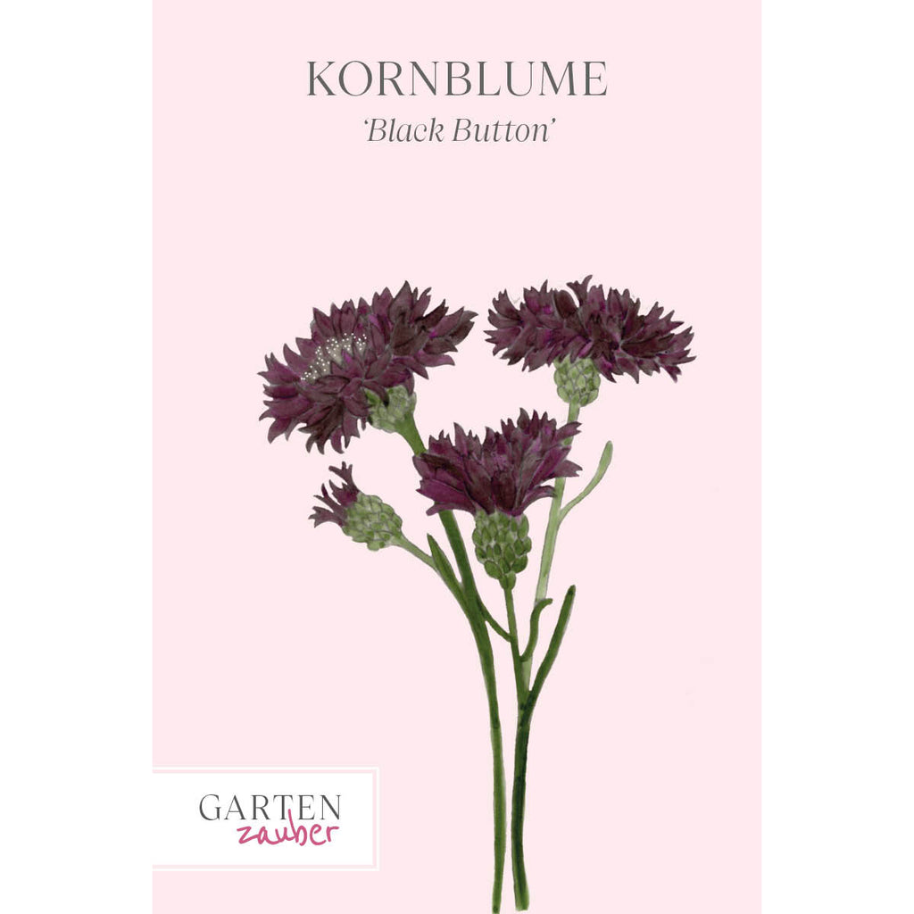 Vorderansicht Saatguttuete  Kornblume - Centaurea cyanus ´Black Button` aus der Gartenzauber-Saatgutserie