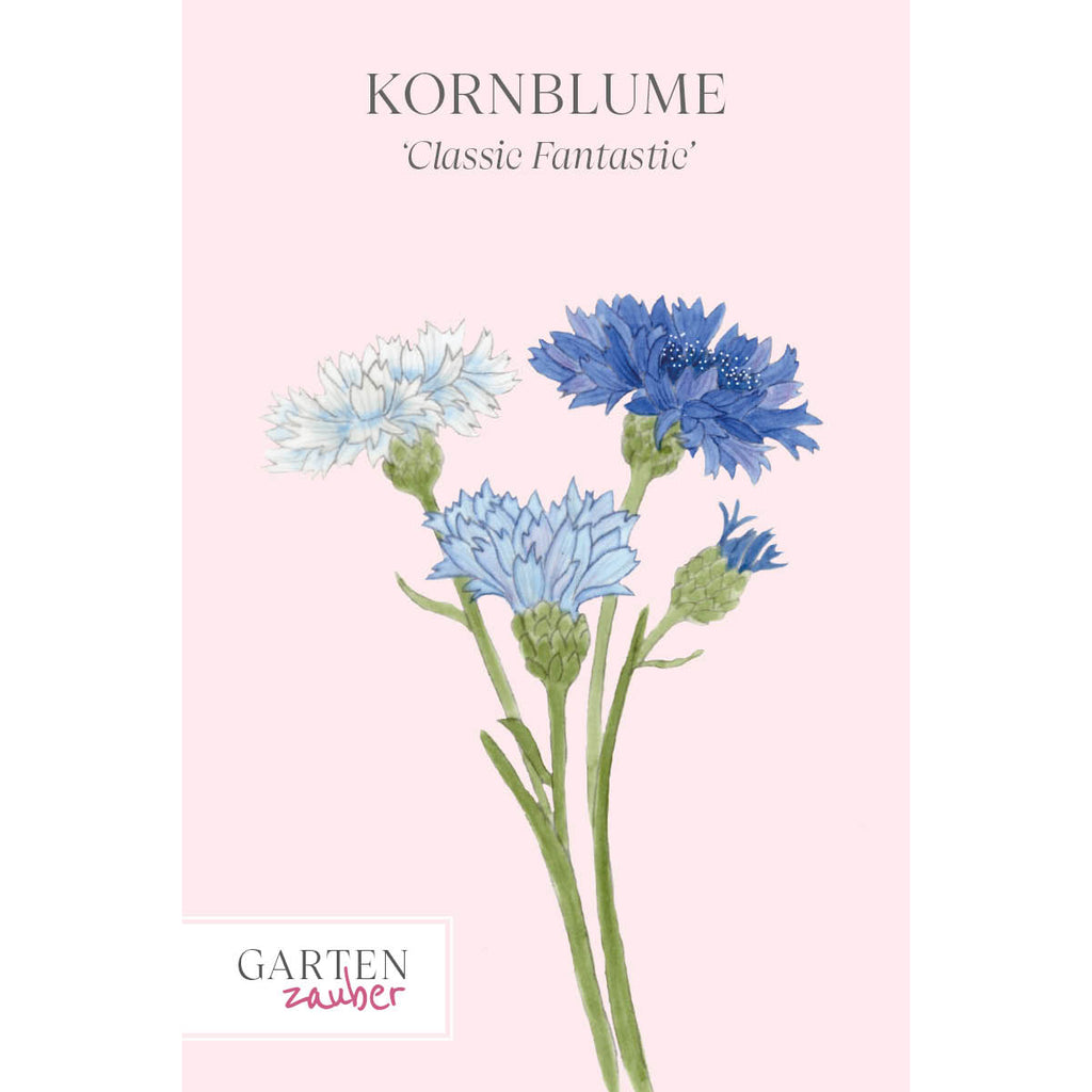 Vorderansicht Saatguttuete  Kornblume - Centaurea cyanus ´Classic fantastic`  aus der Gartenzauber-Saatgutserie
