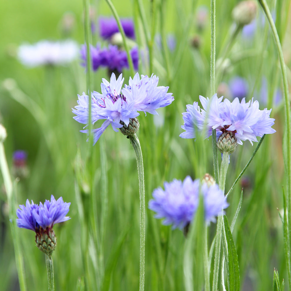 Bluehende Pflanze Kornblume - Centaurea cyanus ´Classic fantastic` aus der Gartenzauber-Saatgutserie