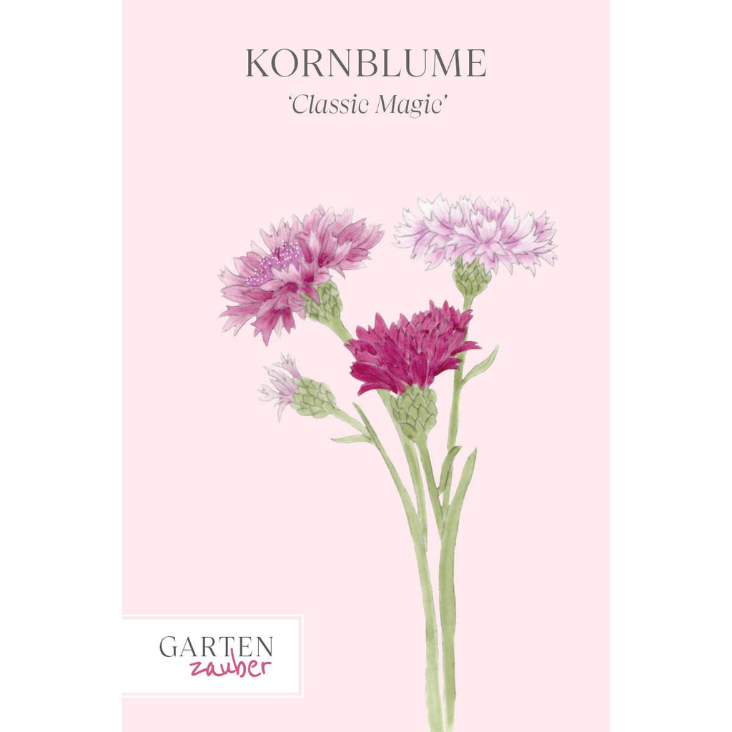 Vorderansicht Saatguttuete  Kornblume - Centaurea cyanus ´Classic Magic` aus der Gartenzauber-Saatgutserie