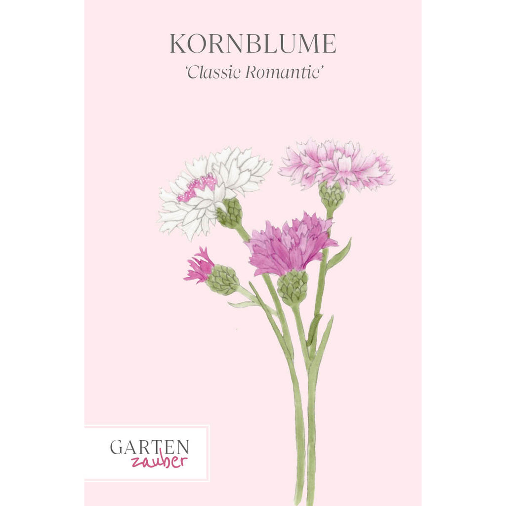 Vorderansicht Saatguttuete  Kornblume - Centaurea cyanus ´Classic Romantic`  aus der Gartenzauber-Saatgutserie