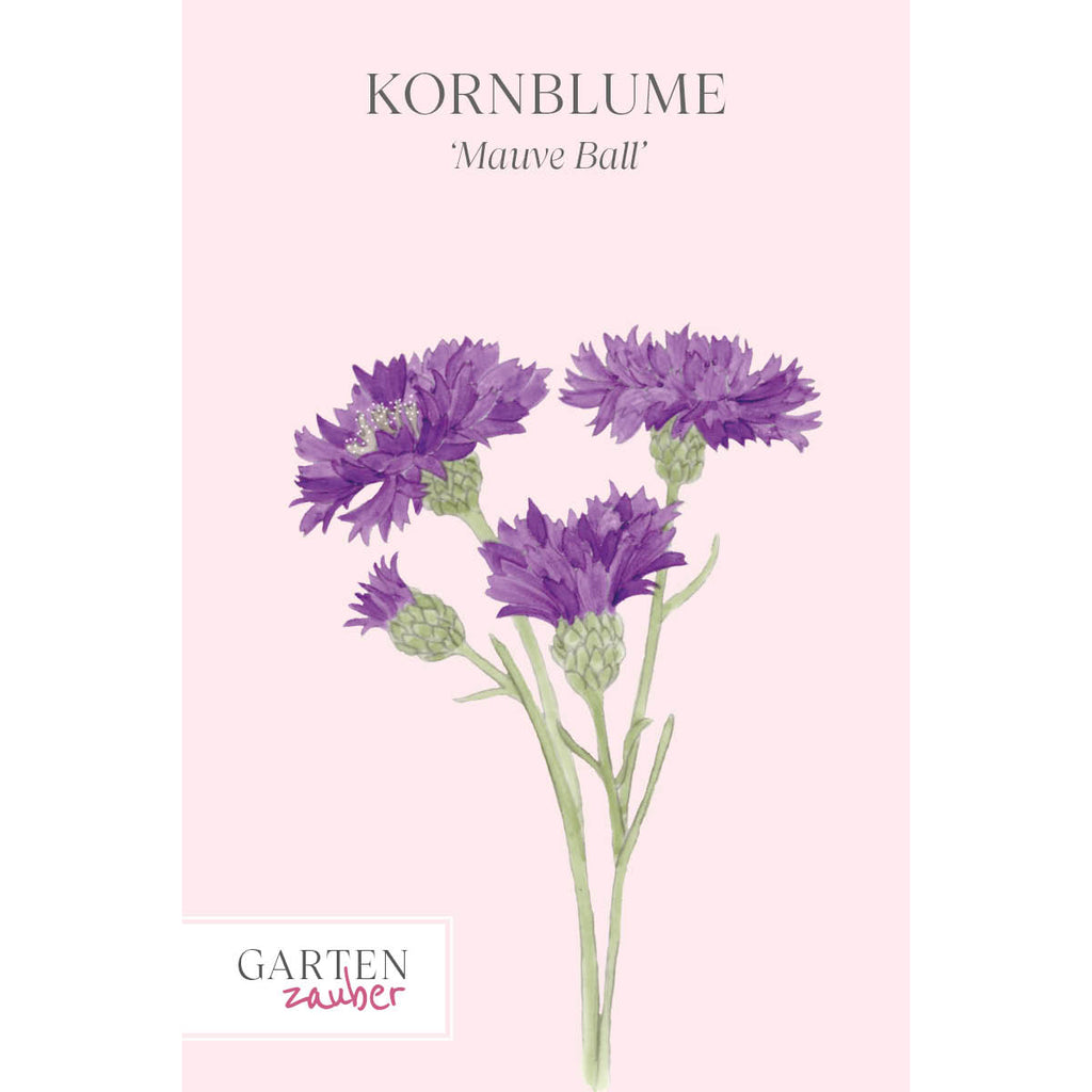 Vorderansicht Saatguttuete  Kornblume - Centaurea cyanus ´Mauve Ball` aus der Gartenzauber-Saatgutserie