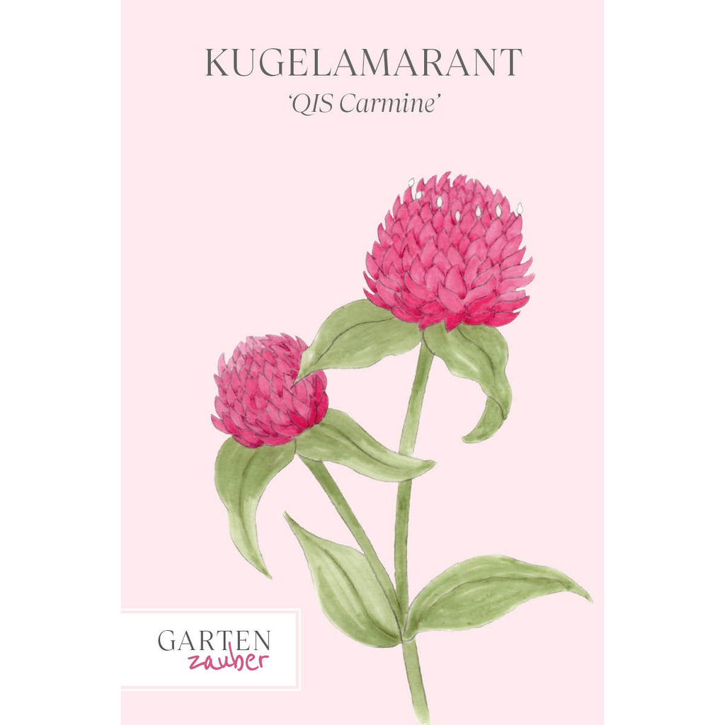 Vorderansicht Saatguttuete  Kugelamarant - Gomphrena haageana 'QIS Carmine' aus der Gartenzauber-Saatgutserie