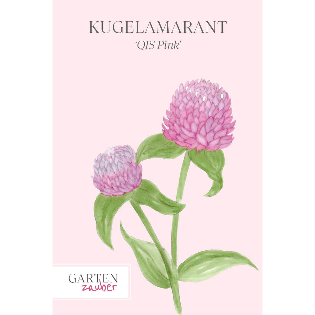 Vorderansicht Saatguttuete  Kugelamarant - Gomphrena globosa 'QIS Pink' aus der Gartenzauber-Saatgutserie