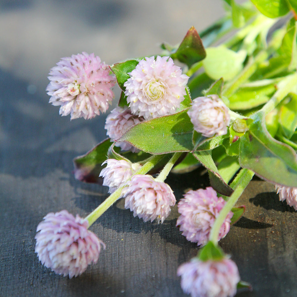 Bluehende Pflanze Kugelamarant - Gomphrena globosa 'QIS Pink' aus der Gartenzauber-Saatgutserie