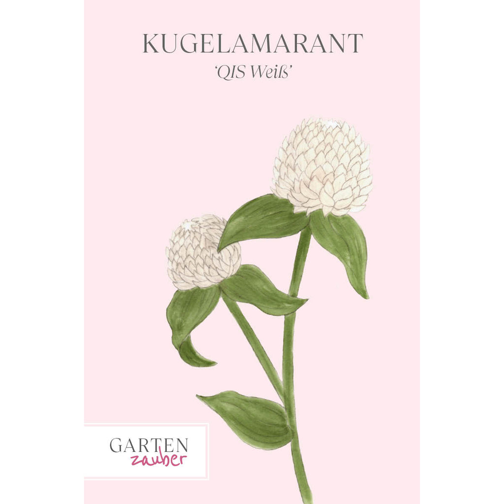 Vorderansicht Saatguttuete  Kugelamarant - Gomphrena globosa 'QIS White' aus der Gartenzauber-Saatgutserie