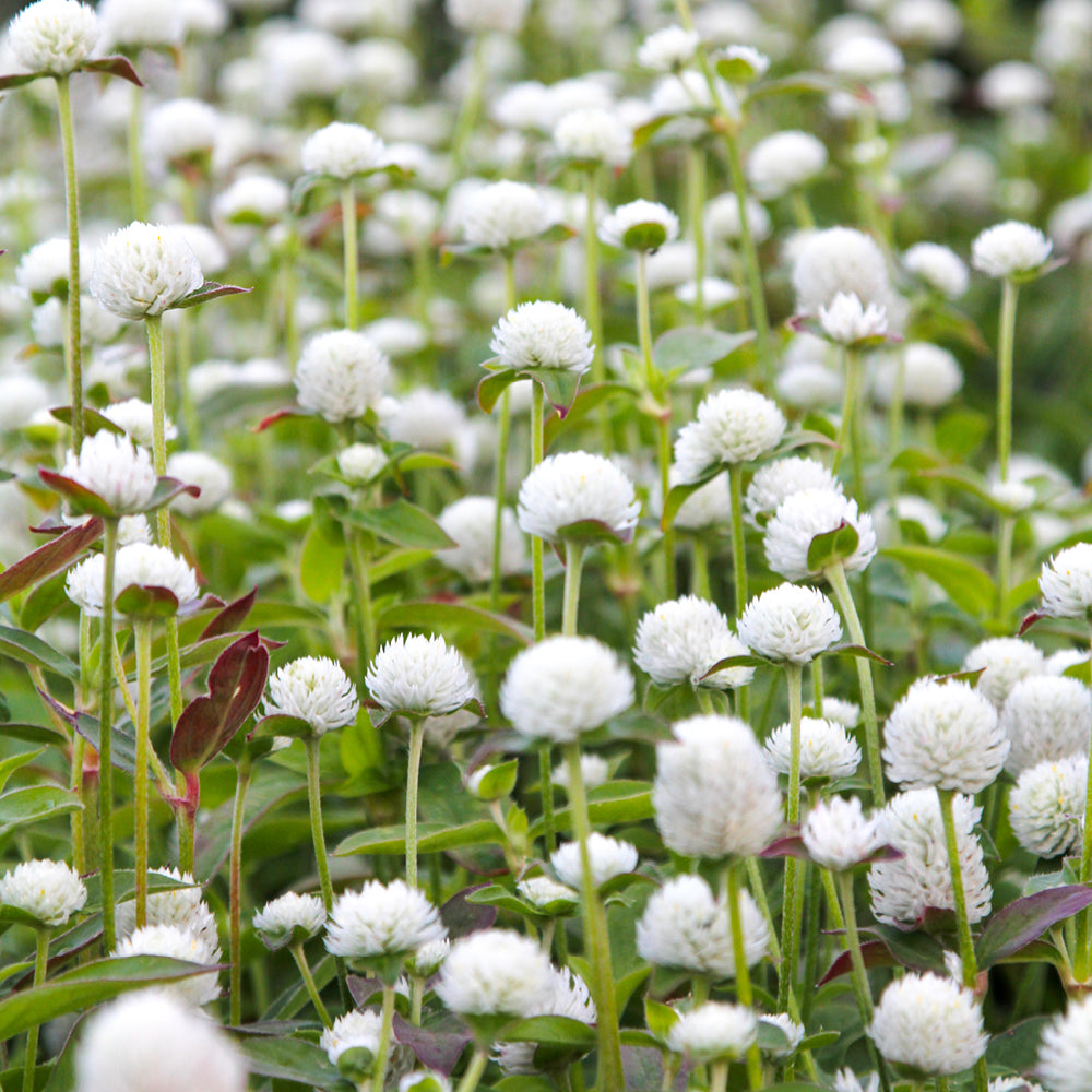 Bluehende Pflanze Kugelamarant - Gomphrena globosa 'QIS White' aus der Gartenzauber-Saatgutserie