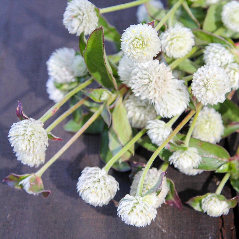 Bluehende Pflanze Kugelamarant - Gomphrena globosa 'QIS White' aus der Gartenzauber-Saatgutserie