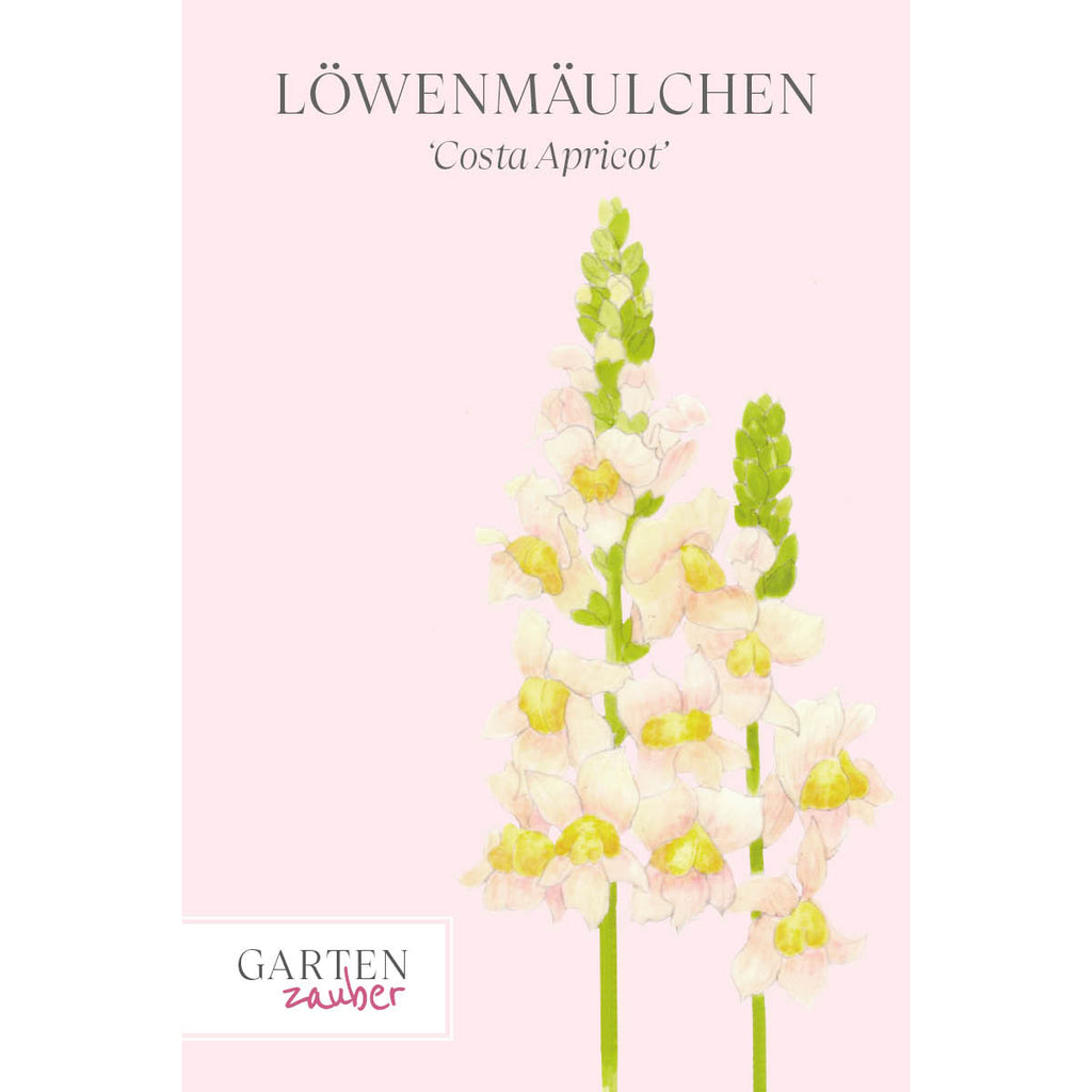 Vorderansicht Saatguttuete Loewenmaeulchen  Antirrhinum majus F1‘Costa Apricot‘ aus der Gartenzauber-Saatgutserie