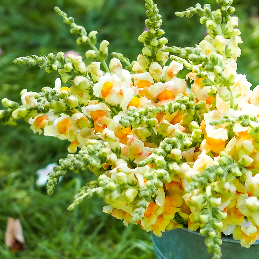 Bluehende Pflanze Loewenmaeulchen  Antirrhinum majus F1‘Costa Apricot‘ aus der Gartenzauber-Saatgutserie