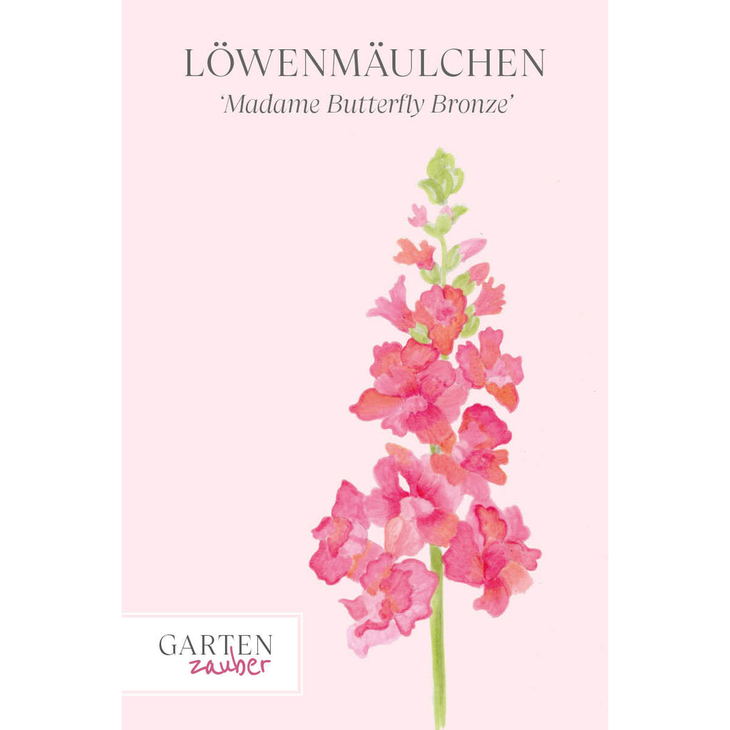 Vorderansicht Saatguttuete Loewenmaeulchen  Antirrhinum majus F1 ‘Madame Butterfly Bronze‘  aus der Gartenzauber-Saatgutserie