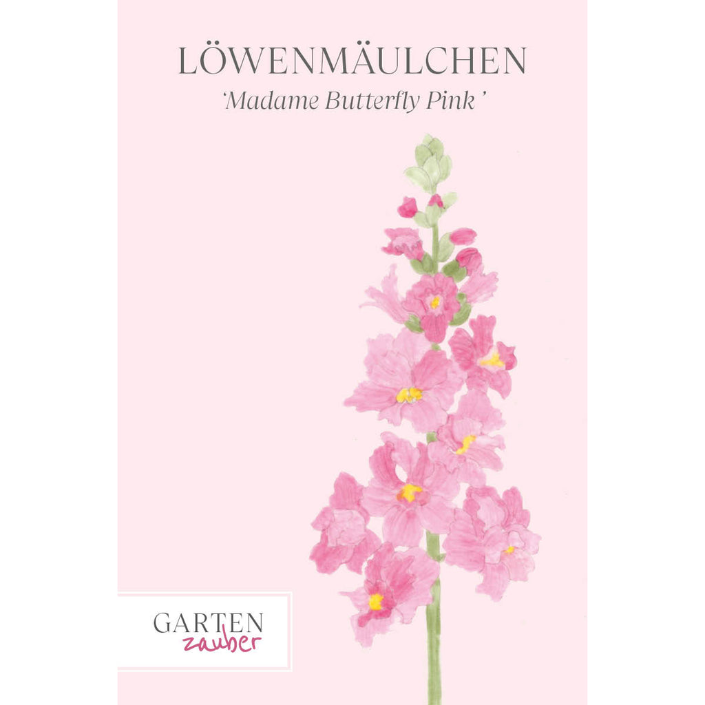Vorderansicht Saatguttuete Loewenmaeulchen - Antirrhinum majus F1 ‘Madame Butterfly Pink‘ aus der Gartenzauber-Saatgutserie