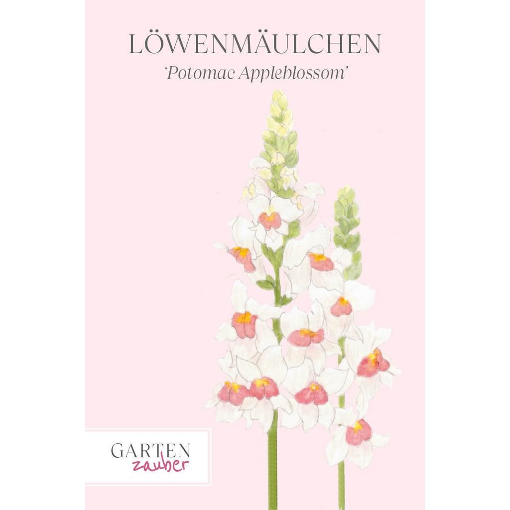 Vorderansicht Saatguttuete  Loewenmaeulchen  - Antirrhinum majus F1 ‘Potomac Appleblossom‘ aus der Gartenzauber-Saatgutserie