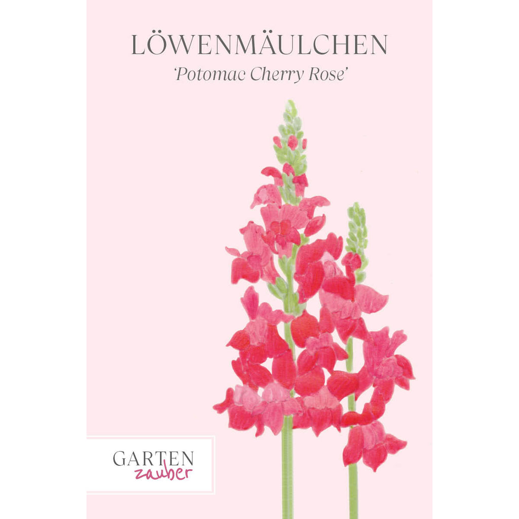Vorderansicht Saatguttuete Loewenmaeulchen  - Antirrhinum majus F1 ‘Potomac  Cherry Rose‘ aus der Gartenzauber-Saatgutserie
