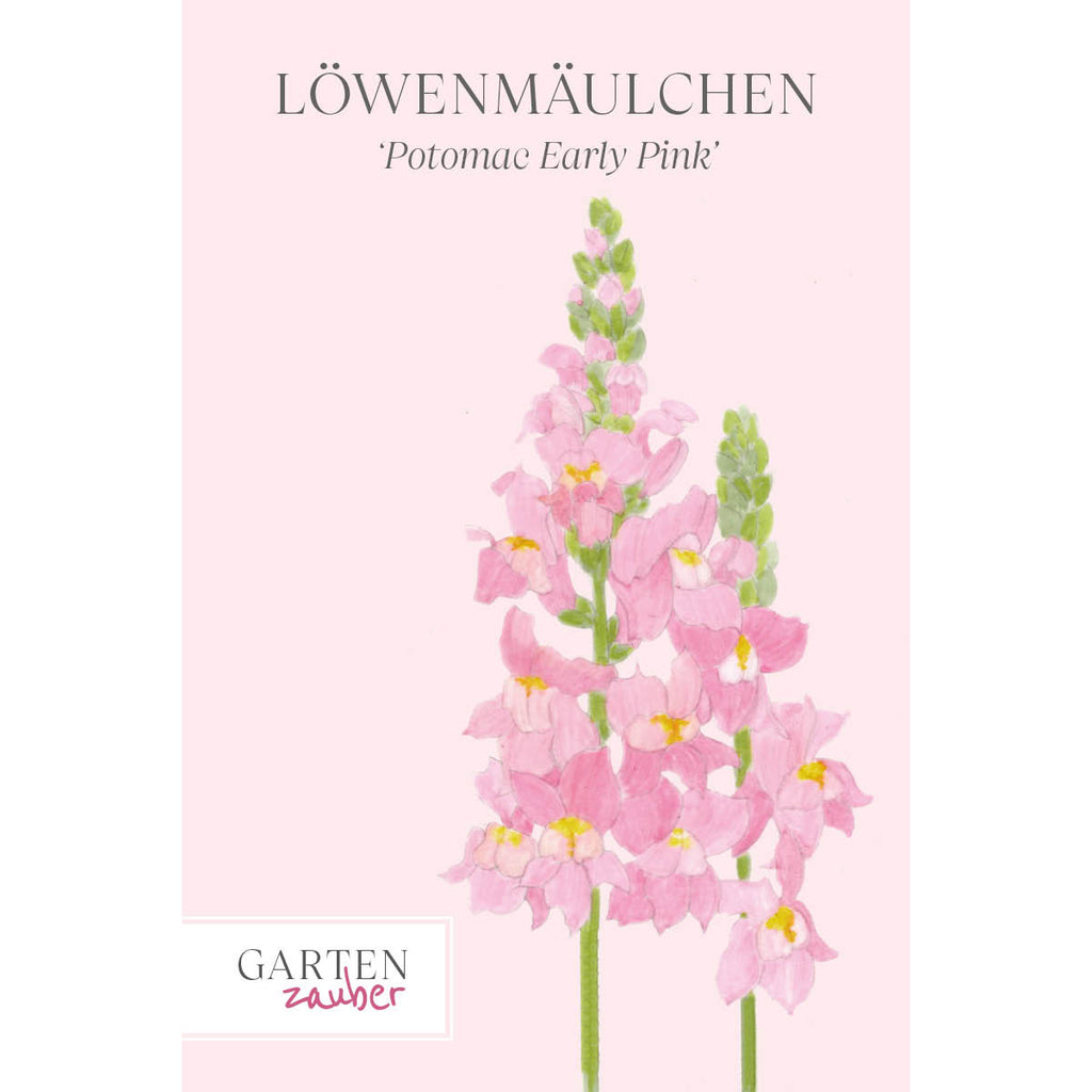 Vorderansicht Saatguttuete Loewenmaeulchen F1 ‘Potomac Early Pink‘  Antirrhinum majus aus der Gartenzauber-Saatgutserie