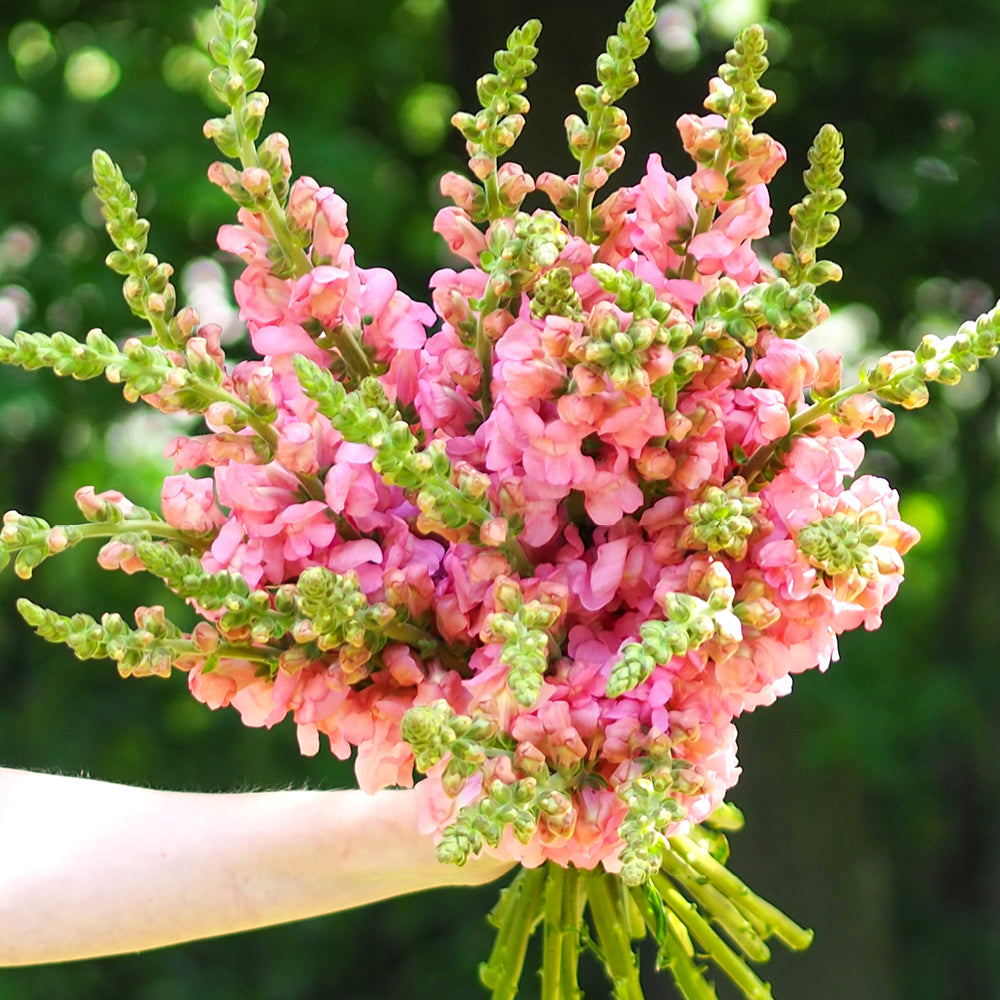 Vorderansicht Saatguttuete Loewenmaeulchen F1 ‘Potomac Early Pink‘  Antirrhinum majus aus der Gartenzauber-Saatgutserie als Strauß