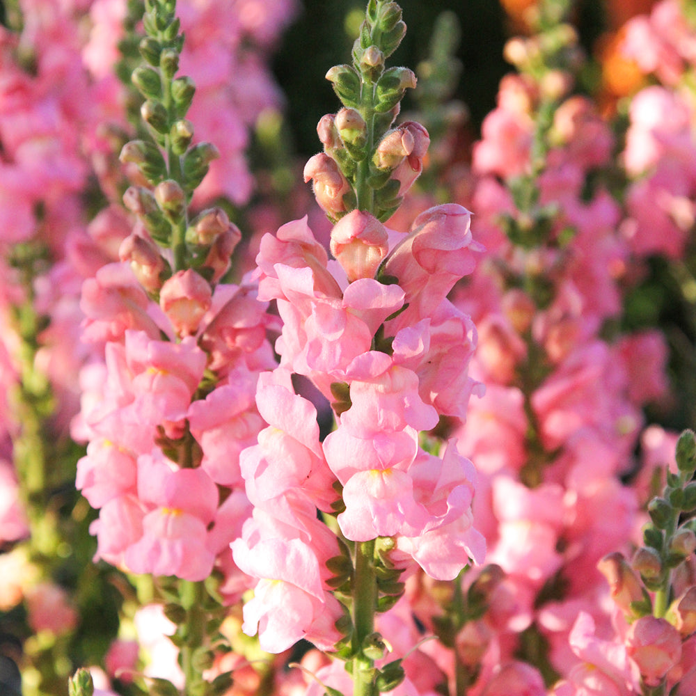 Vorderansicht Saatguttuete Loewenmaeulchen F1 ‘Potomac Early Pink‘  Antirrhinum majus aus der Gartenzauber-Saatgutserie